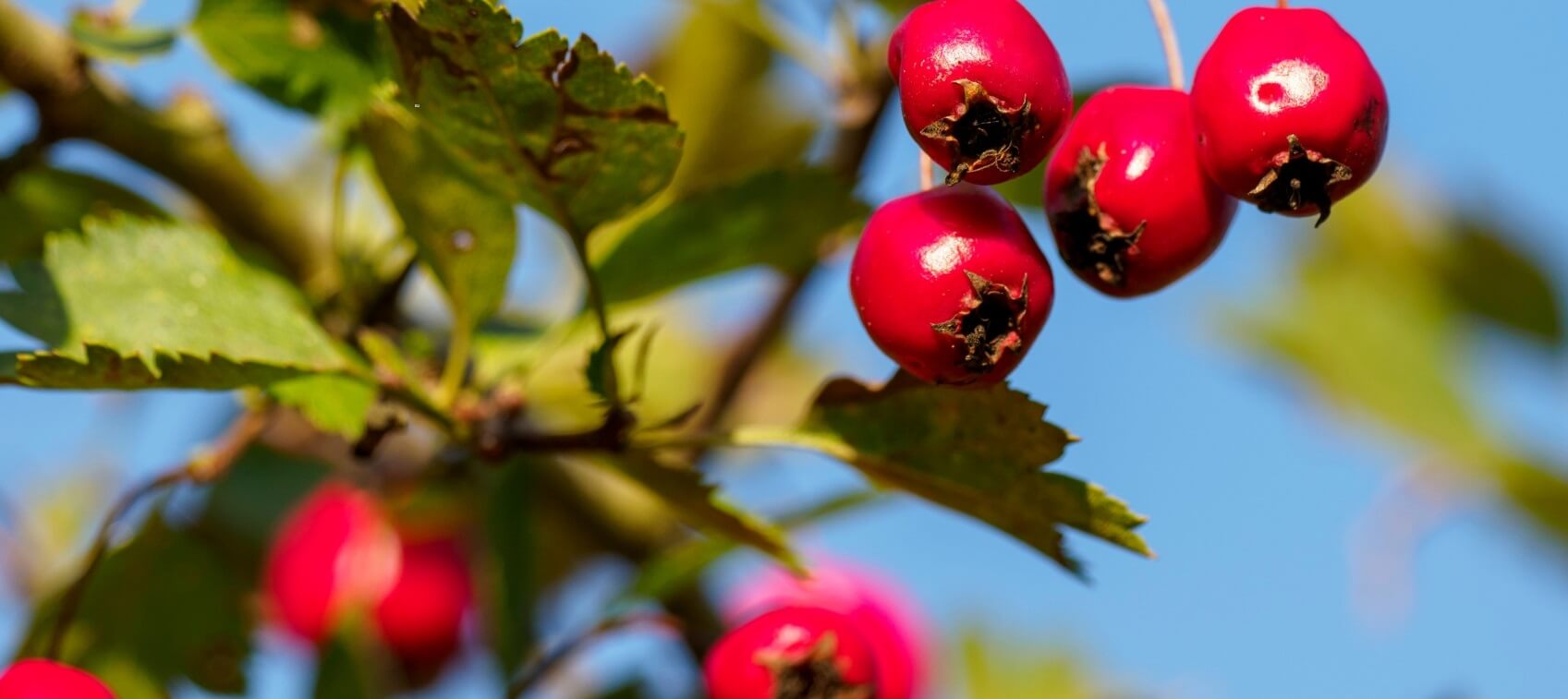 Hawthorn Berry For Blood Pressure Benefits Dosage Healthy Directions