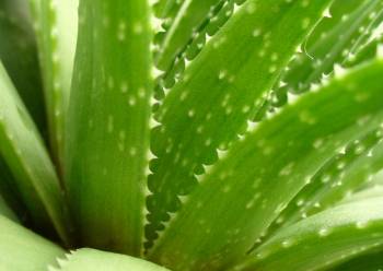 Using Aloe as a Powerful Skin Treatment Using Aloe as a Powerful Skin Treatment