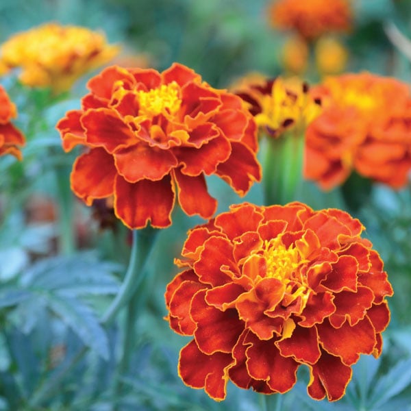 Lutemax 2020 Lutein