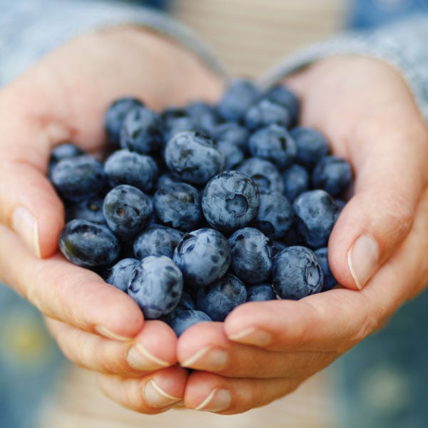 Bilberry Extract