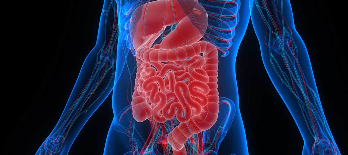 How Digestion Works 5 Stages Of Human Digestion Owlca - vrogue.co