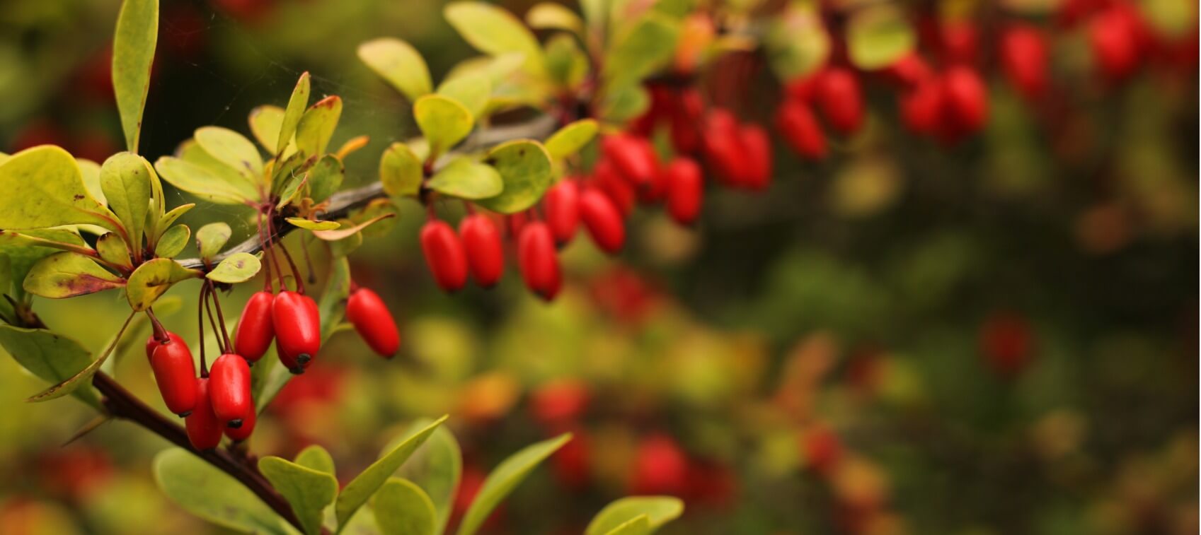 Berberine Health Benefits for Blood Sugar Support Healthy Directions