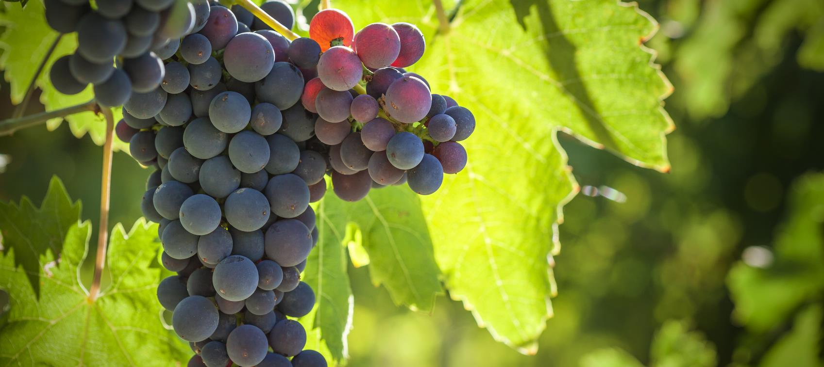 The Health Benefits of Resveratrol