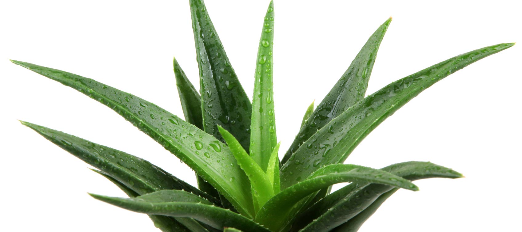 The Medicinal Uses For Aloe Vera 3903