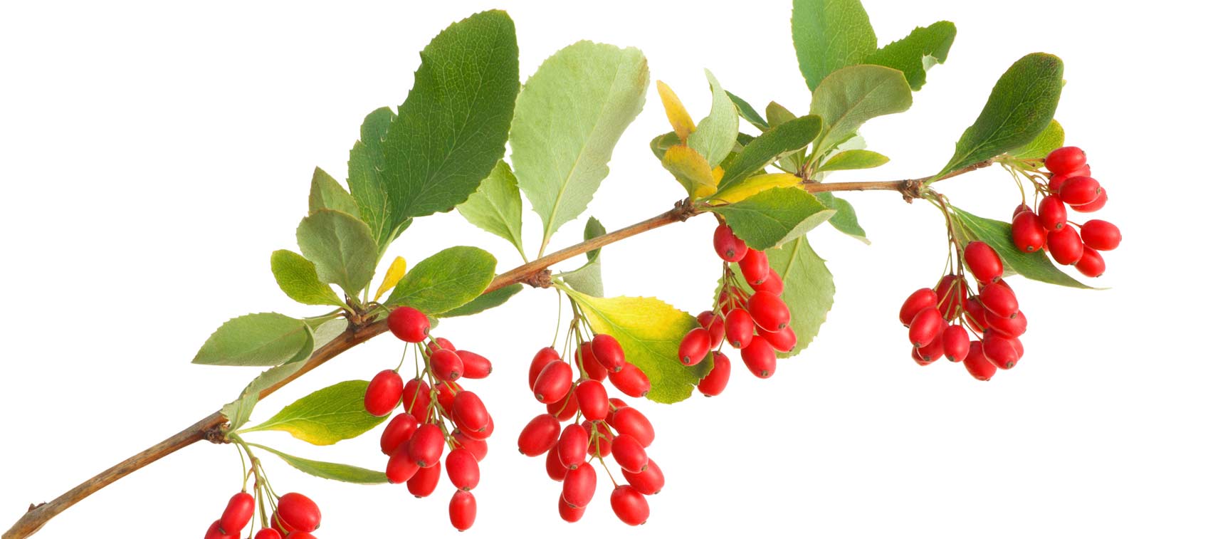 Berberine Benefits and Research | Healthy Directions