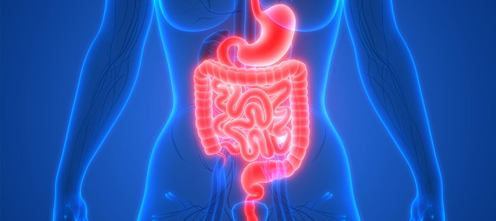 ileocecal sphincter digestive system