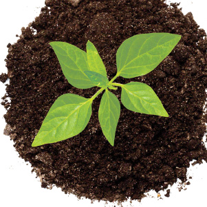 Supports detox functions and helps the body deal with daily stressors 