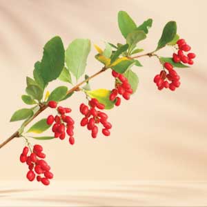 berberine