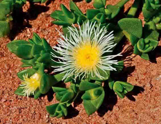 Sceletium tortuosum plant, also known as kanna.